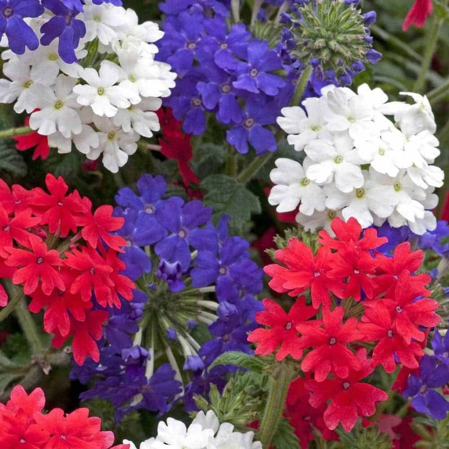 Verbena Blue Color Flower Seeds
