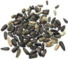 Sunflower Lemon Queen Seeds known for bright Yellow Blooms
