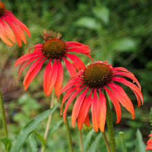 Echinacea Purpurea Seeds for planting in pollinator garden
