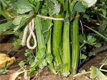 Celery Apium Graveolens Mini Annual Seeds for productive rows in the Small Space Containers
