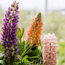 Mixed Lupine Seeds for seasonal color across the Colorful Wildflower Garden