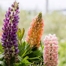 Lupine Lupinus Polyphyllus Rainbow Tutti Frutti Seeds for seasonal color across the Pollinator-Friendly Gardens
