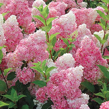 China Vanilla Strawberry Hydrangea Hydrangea Macrophylla Seeds for a homegrown harvest from the Flower Bed & Home Garden