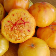 Gold Medal Yellow Tomato Seeds for a fresh homegrown crop from the Your Garden