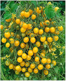 Cherry Yellow Milk Tomato Seeds