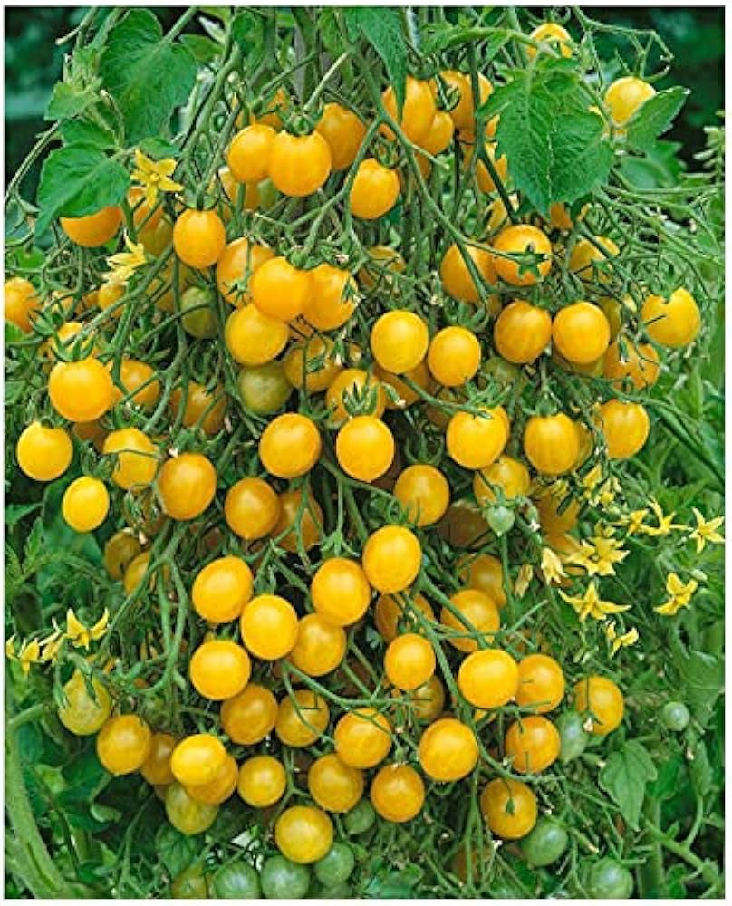 Cherry Yellow Milk Tomato Seeds