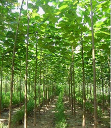Gene Paulownia Elongata Royal Empress Tree Fast Growing Tree  Ornamental Garden Plant Garden Plant Seeds