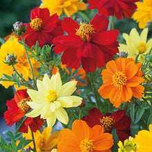 Cosmos Gatection Seeds (Cosmos bipinnatus) for a lasting display in the Bright Garden Borders