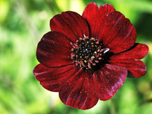 Chocolate Cosmos Seeds (Cosmos atrosanguineus) for a bright addition to the Flower Bed