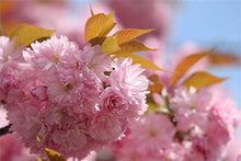 Japanese Sakura Seeds for a sweet addition to the home orchard