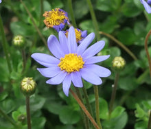 Daisy Felicia Amelloides Blue Seeds for seasonal color across the Garden Patio Containers