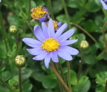 Margherita Seeds for a lasting display in the Garden