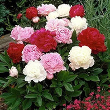 Peony Seeds (Paeonia lactiflora) for a lasting display in the backyard garden or ornamental beds