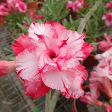 Adenium Desert Rose Pink Rare Seeds for growers seeking a long-blooming display
