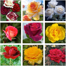 Rose Seeds for a bright addition to the Mixed Color Garden