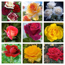 Rose Plant - for planting in home garden