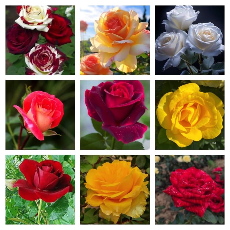 Rose Plant - for planting in home garden