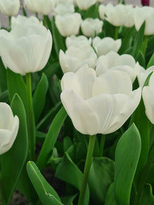 White Tulip Tulipa Gesneriana Seeds for colorful blooms in the Flower Bed & Home Garden