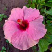 Hibiscus flower pink gray giant Seeds for colorful blooms in the hardy tropical landscapes