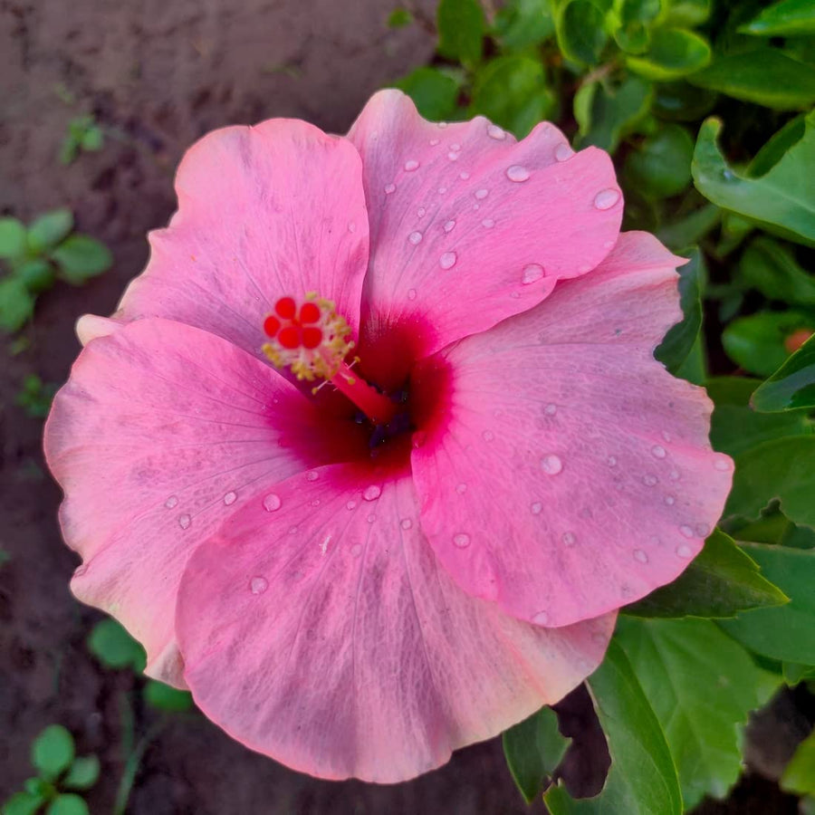Rose Mixed Colors Flower - for planting in home garden