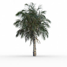 Palm Tree Seeds for a lasting addition to the landscape