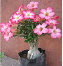 African Bonsai Rose Seeds for long-term planting in the yard
