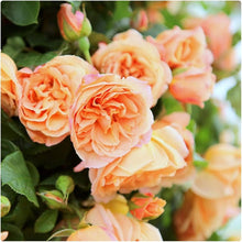 Climbing Rose Rosa Hybrida Seeds for trellises and fences in the Home Trellises