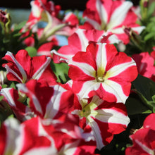 Petunia Confetti Tango Red Star Seeds for growers filling out the flower bed
