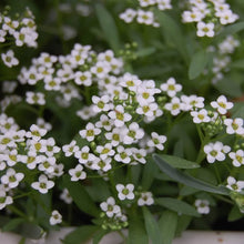 Alyssum Sweet White Fragrant Seeds for a colorful addition to any planting