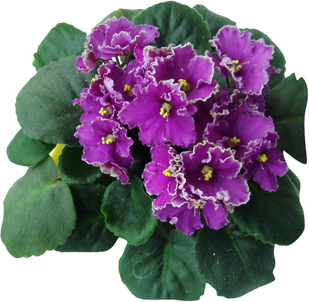 Violet flower seeds ��������� Viola spp. ��������� for planting in bonsai garden