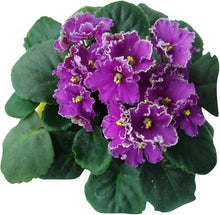 Violet flower seeds ��������� Viola spp. ��������� for planting in bonsai garden