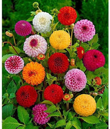 Dahlia Dandy Mix Seeds for growers seeking a long-blooming display