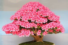 Rare Bonsai Hot Rose & Pink Azalea Seeds for long-term planting in the Colorful Garden Blooms