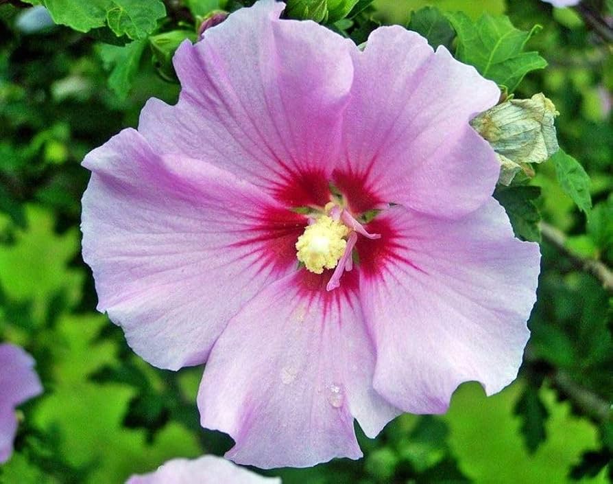 Giant Hibiscus Exotic Coral Seeds for a colorful addition to any planting