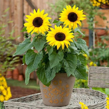 Dwarf Sunflower Seeds (Helianthus annuus) for colorful blooms in the Flower Bed & Vegetable Patch
