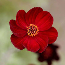 Chocolate Cosmos Seeds for growers seeking a long-blooming display