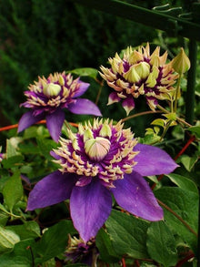 Clematis Seeds for seasonal color across the Flower Bed & Garden