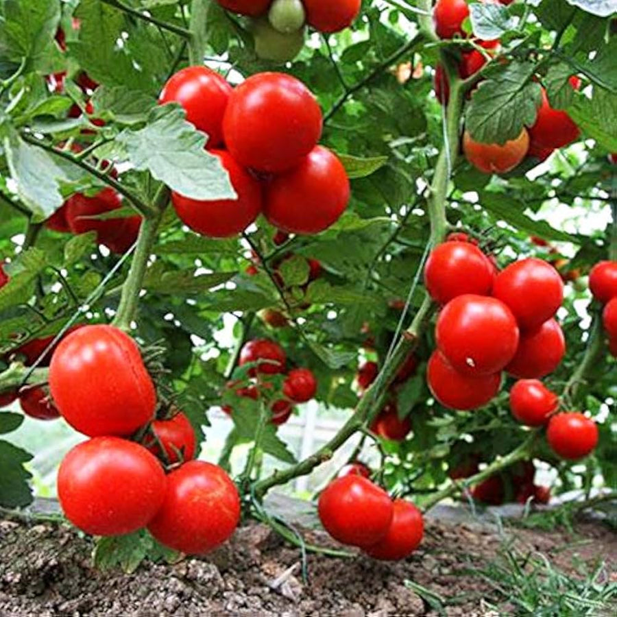 Tomato Seeds Dar ZaVolzhzhya for rich-flavored tomatoes