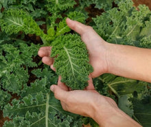 Kale White Russian Heirloom Non-GMO Seeds for a productive addition to the vegetable patch