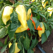 Santa Fe Grande Pepper Seeds (Capsicum annuum) for growers stocking the vegetable patch home garden