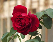 Red Rose Seeds (Rosa spp.) for a bright addition to the romantic home garden displays