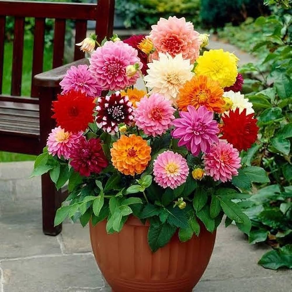 Dahlia Dahlia Pinnata Velvet Flower Seeds for Planting – Perfect for Home Garden Beds and Seasonal Blooms