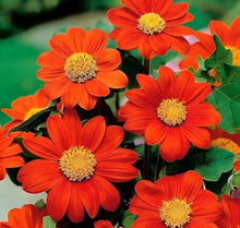 Mexican Sunflower Tithonia Seeds for gardeners building out beds and borders
