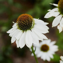 Echinacea Echinacea Purpurea White Swan Seeds for a bright addition to the Garden Pollinator Gardens