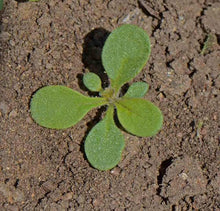 Petunia Petunia Hybrida Garden Seeds for a bright addition to the Hanging Container Gardening