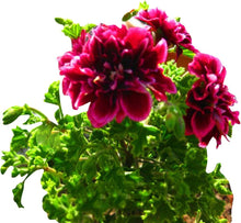 Pelargonium Pelargonium Hortorum Seeds for colorful blooms in the Flower Bed & Urban Garden
