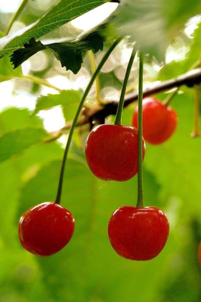 USA heirloom organic Fugenzo cherry tree seeds