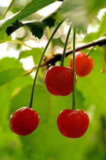 USA heirloom organic Fugenzo cherry tree seeds