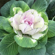 Ornamental Kale Seeds (Brassica oleracea) for growers stocking the winter garden and colorful edible landscaping