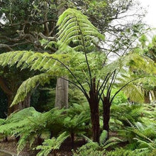 Cyathea Medullaris Tree Seeds for long-term planting in the Tropical Garden